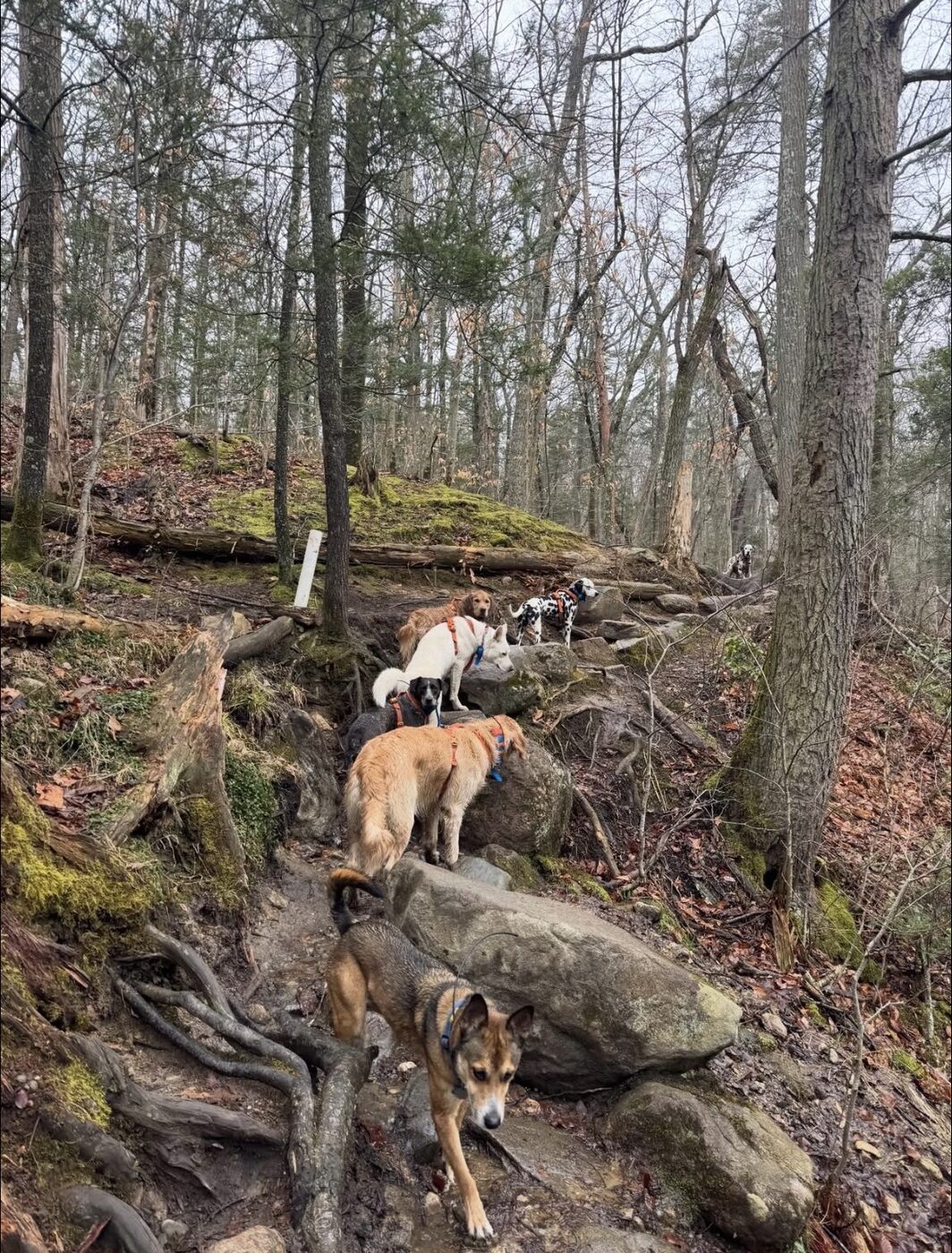 Dogs on a daycare adventure